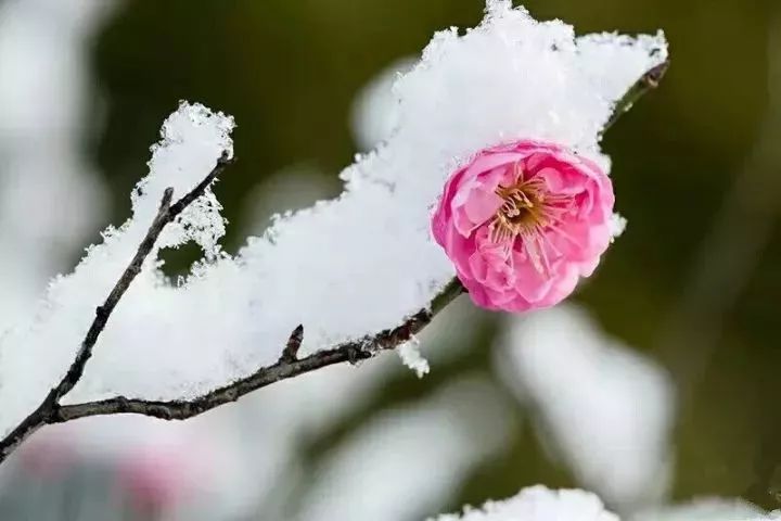 傲雪寒梅展现全新风采