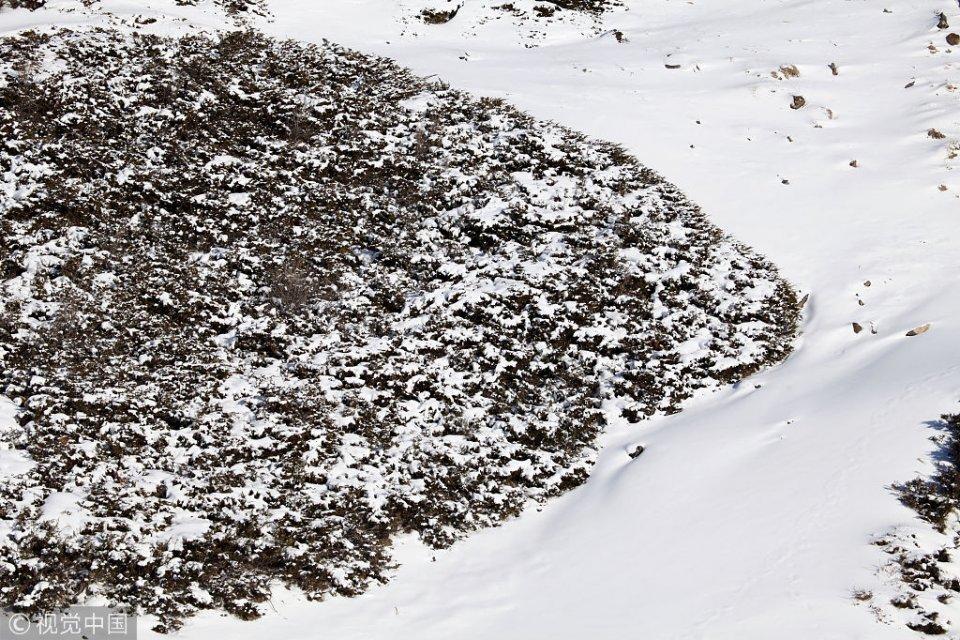 新疆雪后树影展现壮美大地景致