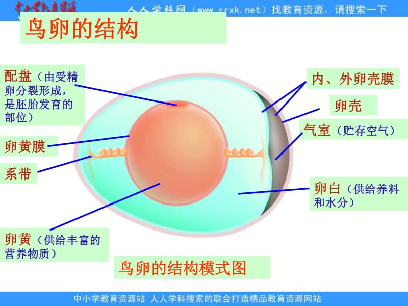 鸟卵结构图免费下载，探索鸟卵的奥秘