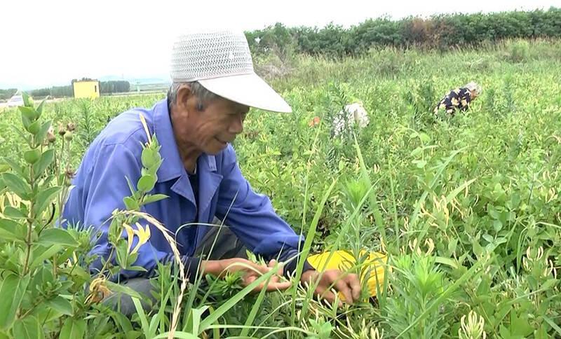 安丘今日大姜市场行情解析，最新价格与行情分析