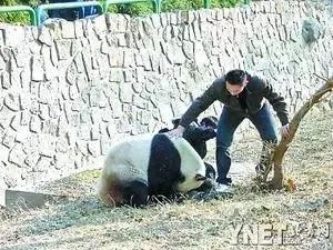 熊猫视频最新更新，领略独特魅力的最佳平台