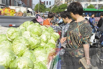 最新包菜价格行情分析与未来展望