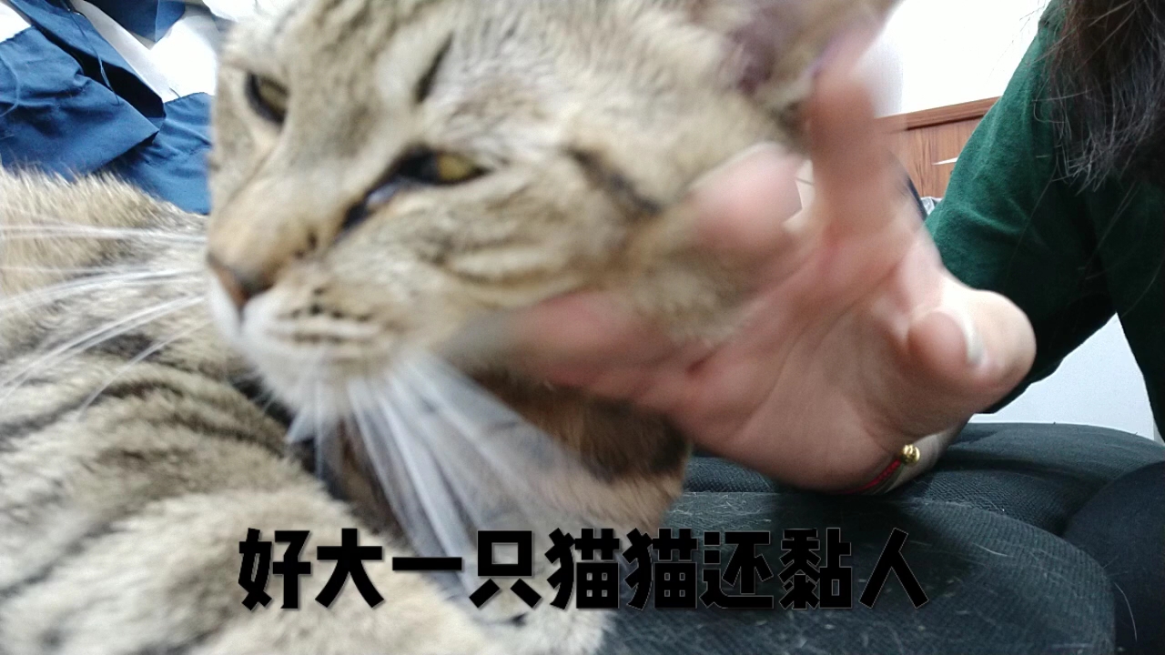 寻找大猫，最新热潮席卷全球